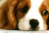Hunde Ausmalen Hunde Ausmalen