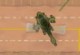 Helicops Helicops