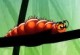 Larva Dream